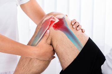 acl-ligament-in-sikar